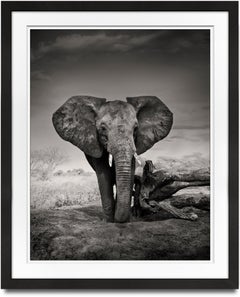 Retrato de un joven huérfano, animal, elefante, fotografía en blanco y negro