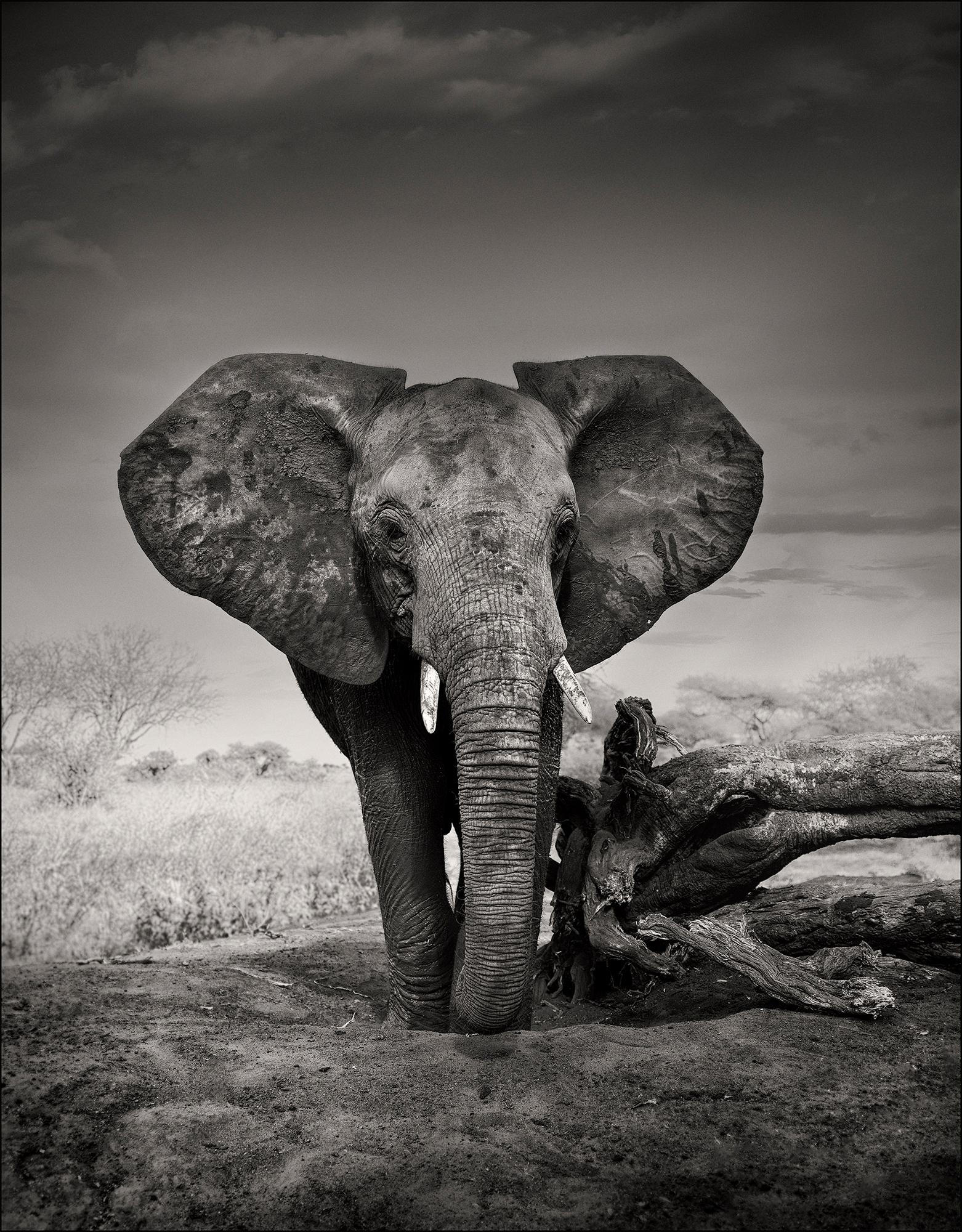 Joachim Schmeisser Black and White Photograph - Portrait of a young orphan, animal, elephant, black and white photography