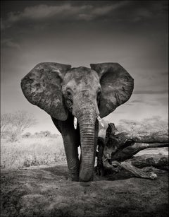 Porträt eines jungen Waisenkindes, eines Tieres, eines Elefanten, Schwarz-Weiß-Fotografie