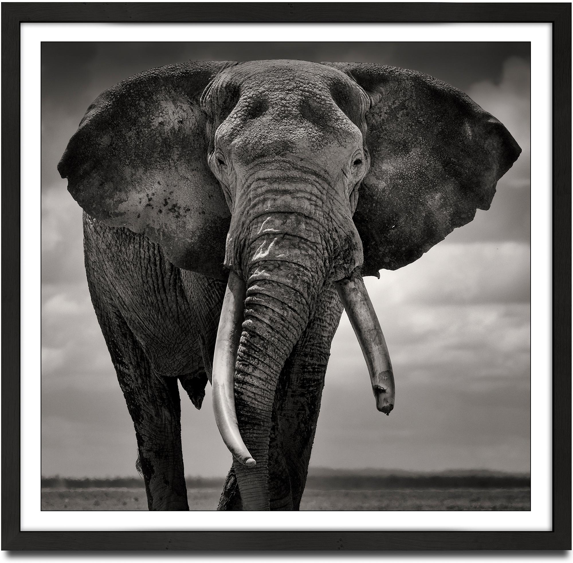 Portrait of Primo II, animal, wildlife, black and white photography, elephant - Photograph by Joachim Schmeisser