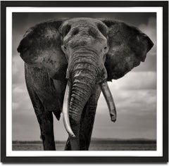 Portrait of Primo II, animal, wildlife, black and white photography, elephant