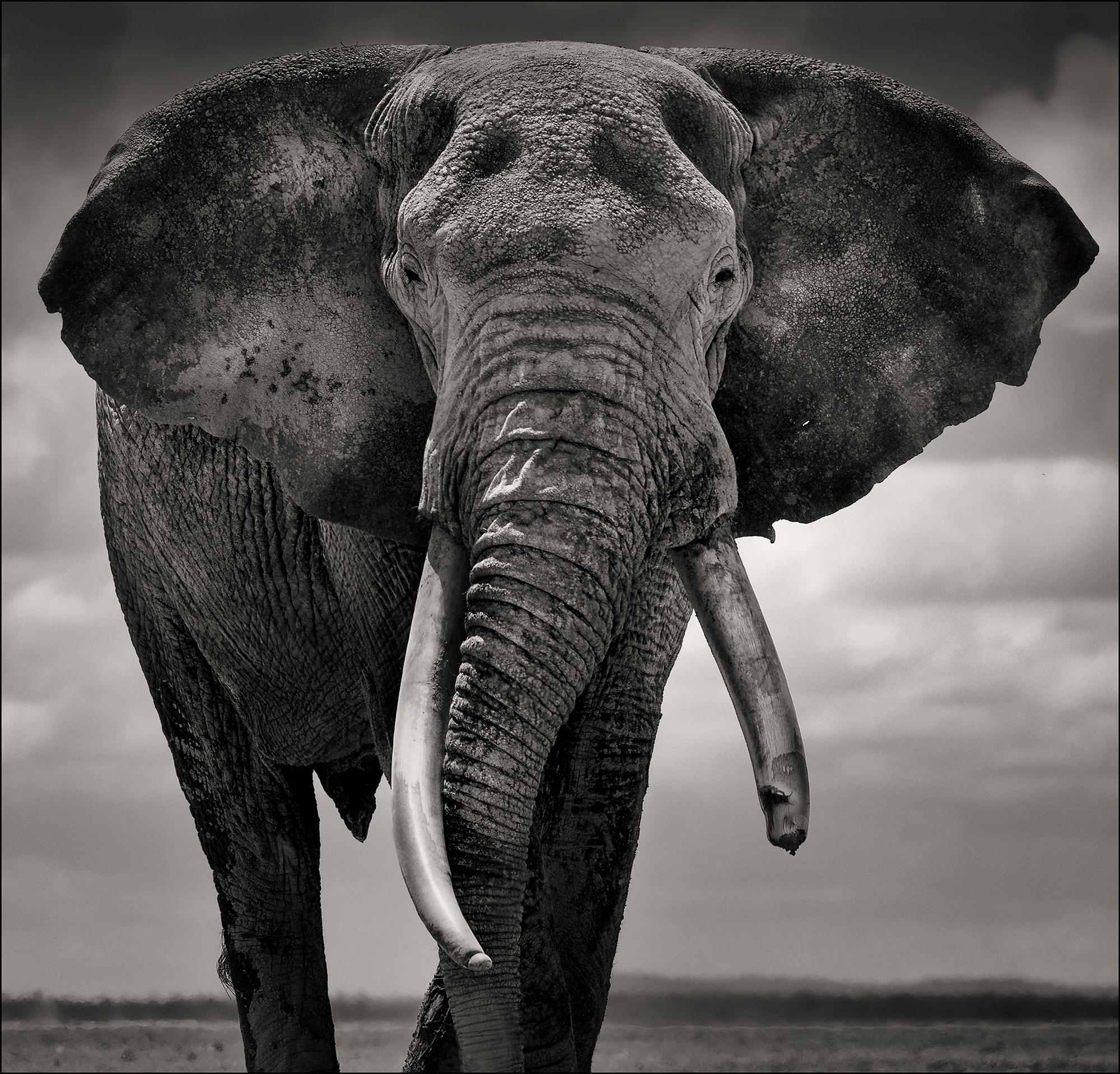 Black and White Photograph Joachim Schmeisser - Portrait de Primo II, animal, faune, photographie en noir et blanc, éléphant