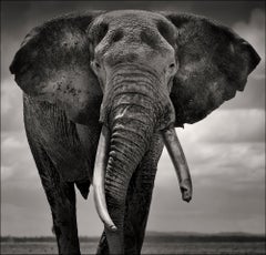 Portrait de Primo II, animal, faune, photographie en noir et blanc, éléphant