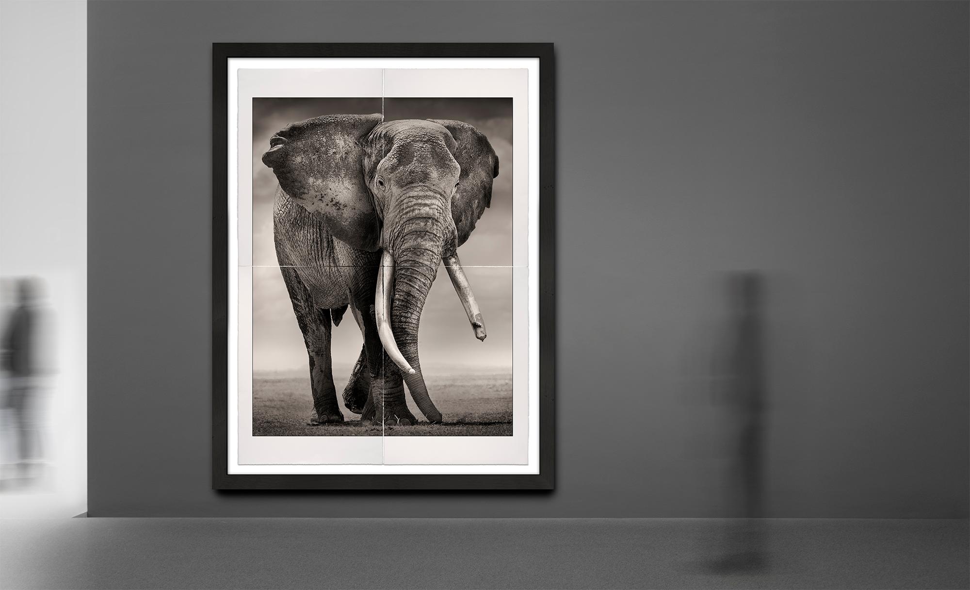 Portrait of Primo, Platinum, animal, elephant, black and white photography - Photograph by Joachim Schmeisser