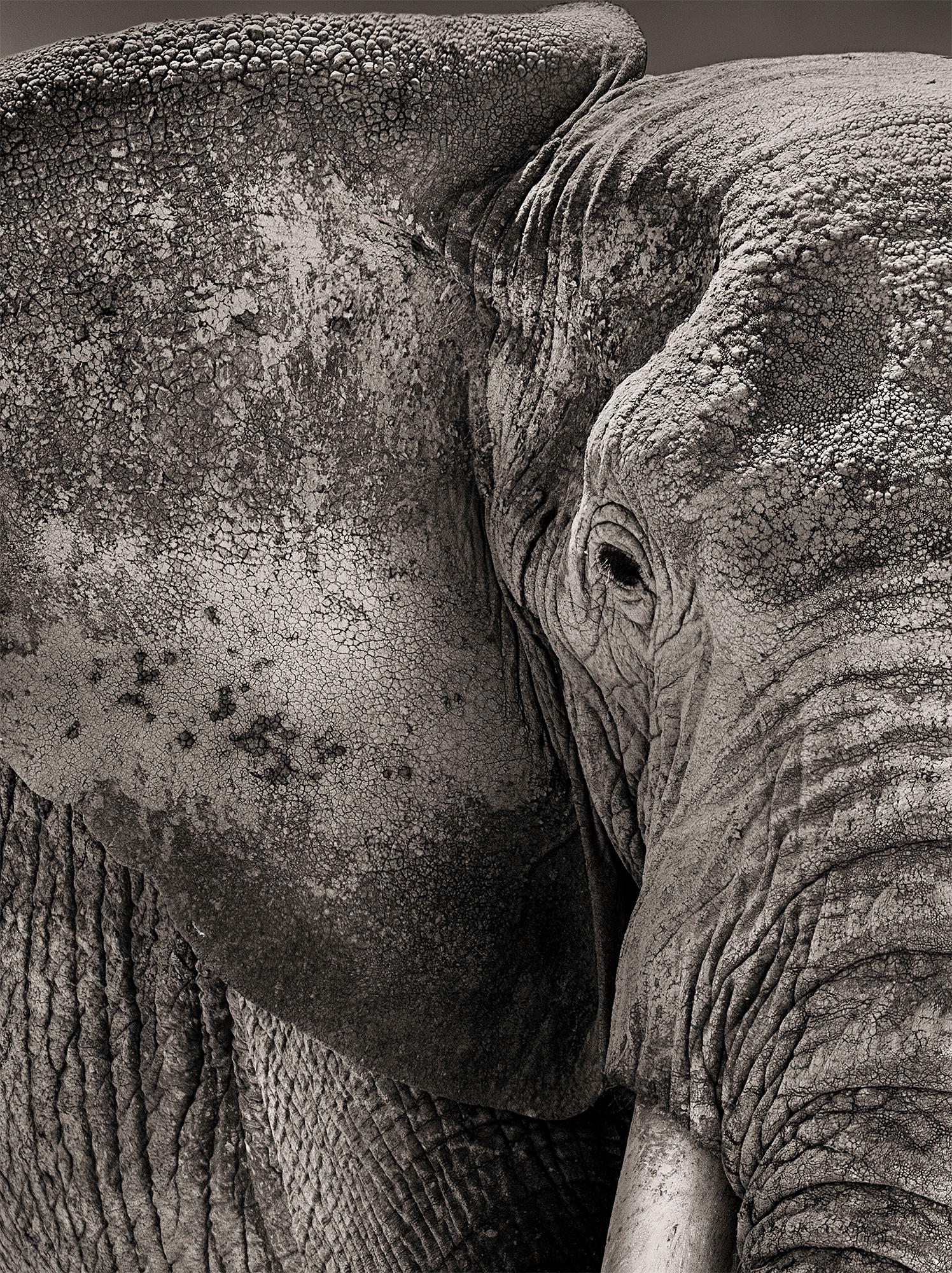 Portrait of Primo, Platinum, animal, elephant, black and white photography - Contemporary Photograph by Joachim Schmeisser
