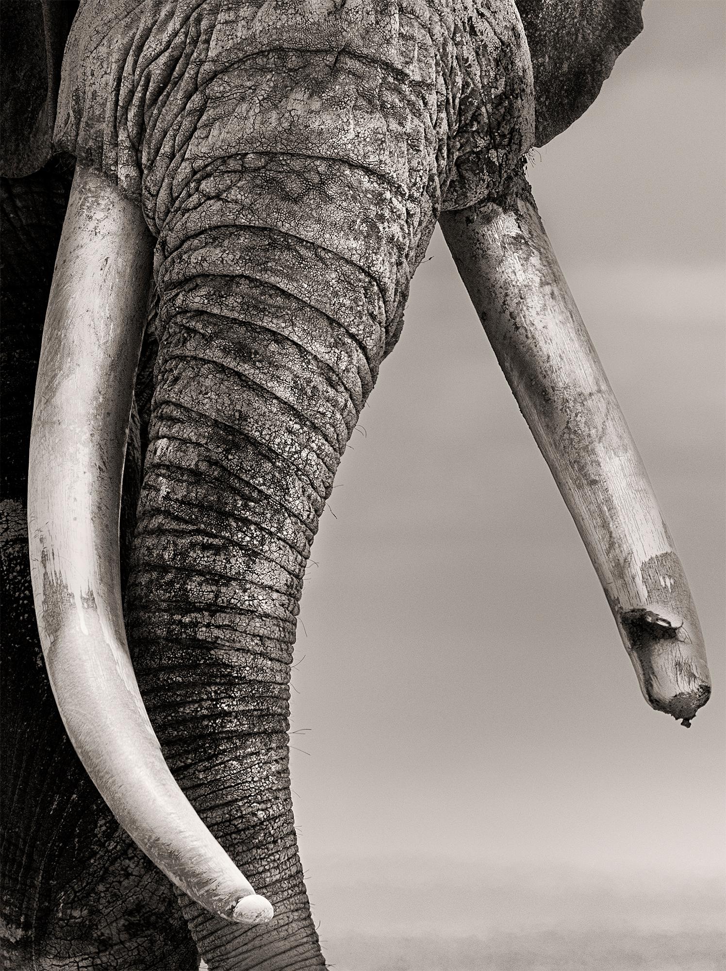 Portrait of Primo, Platinum, animal, elephant, black and white photography - Black Portrait Photograph by Joachim Schmeisser