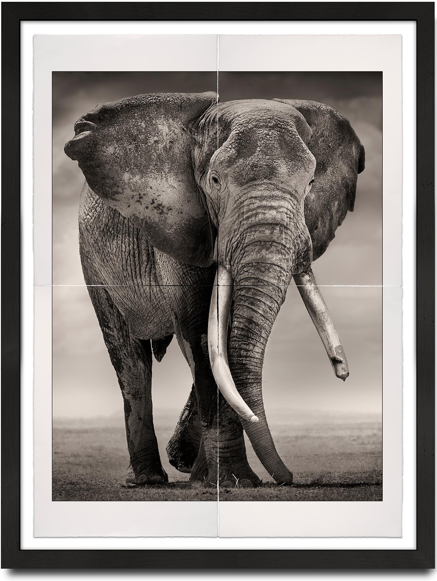 Joachim Schmeisser Black and White Photograph – Porträt von Primo, Platin, Tier, Elefant, Schwarz-Weiß-Fotografie