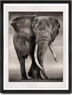 Portrait of Primo, Platinum, animal, elephant, black and white photography