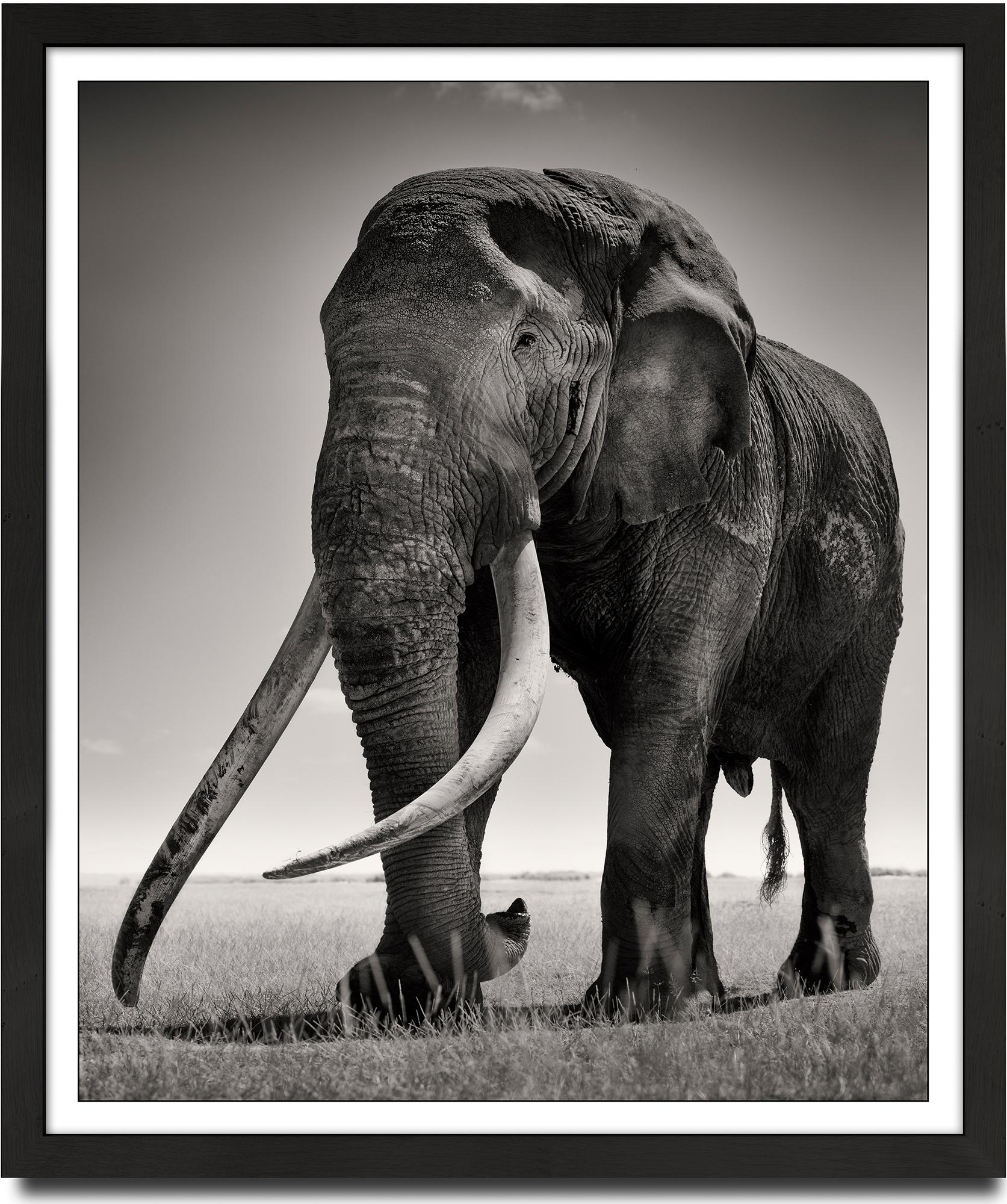 Portrait of Tim, animal, wildlife, black and white photography, elephant - Photograph by Joachim Schmeisser