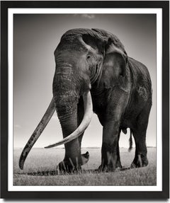 Portrait of Tim, animal, wildlife, black and white photography, elephant