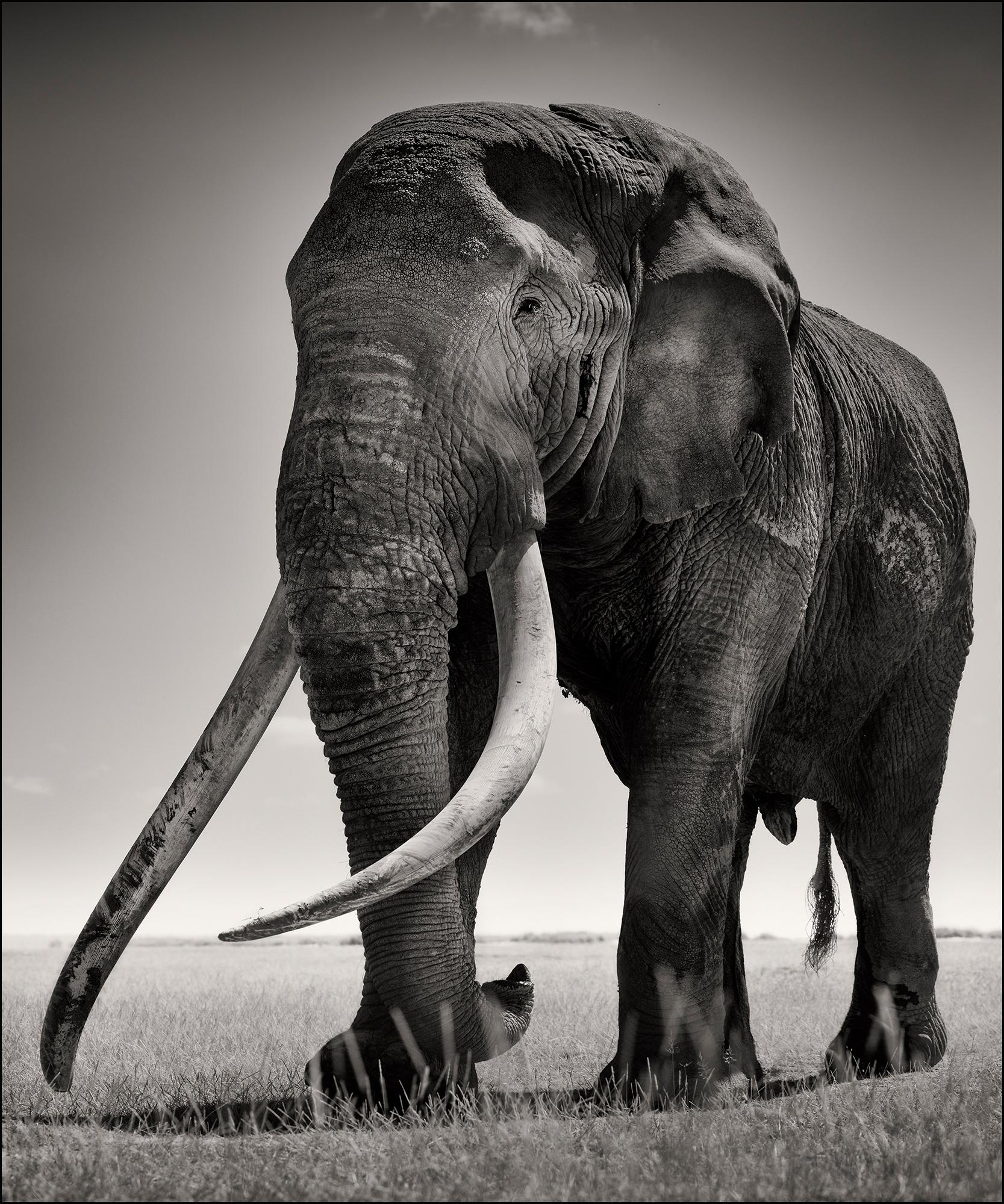 Joachim Schmeisser Portrait Photograph - Portrait of Tim, animal, wildlife, black and white photography, elephant