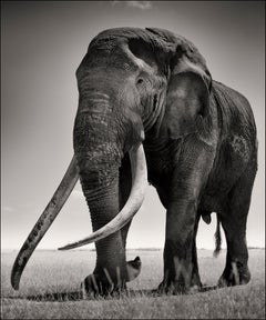 Portrait of Tim, animal, wildlife, black and white photography, elephant