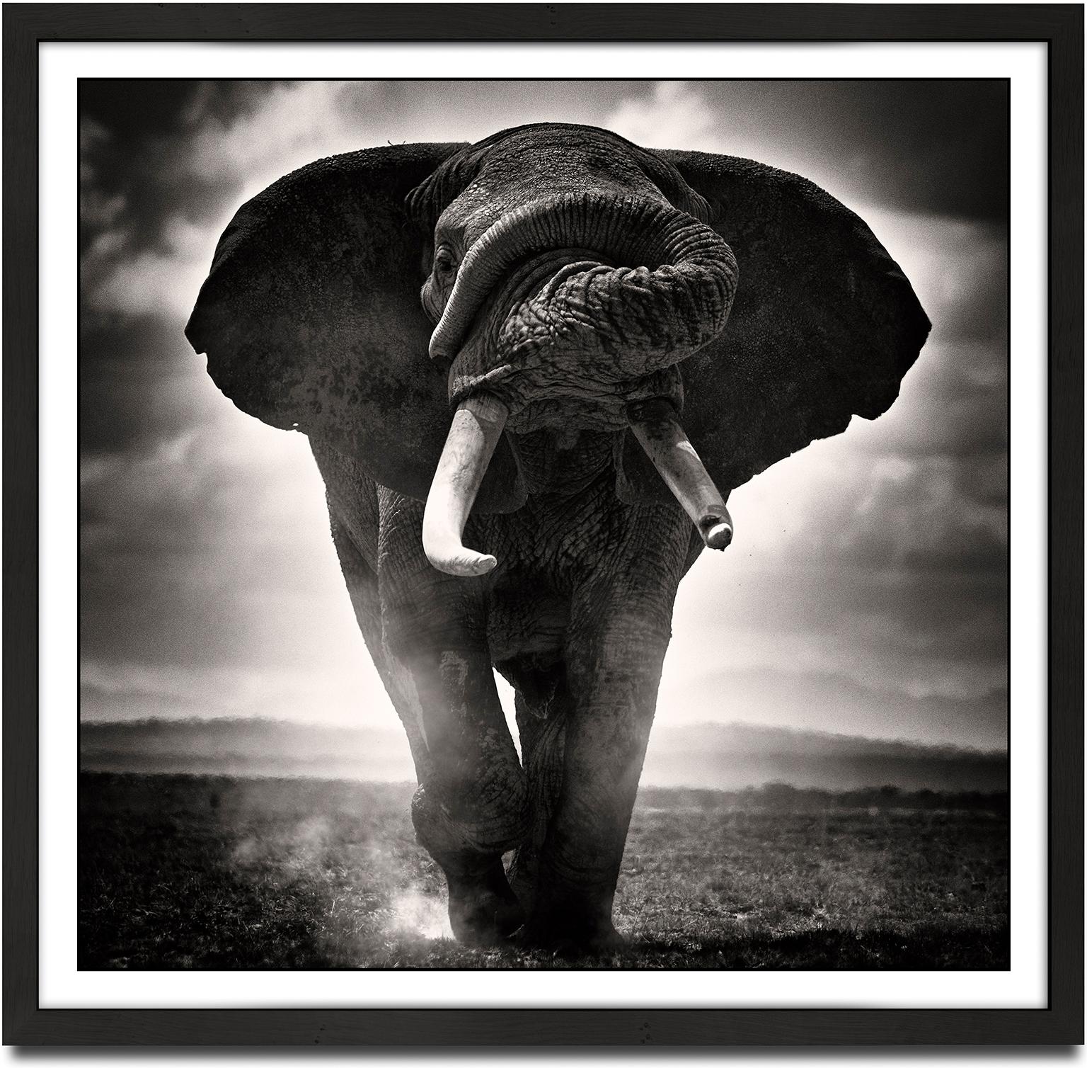 POWER I, Africa, Elephant, animal, wildlife, black and white photography - Photograph by Joachim Schmeisser