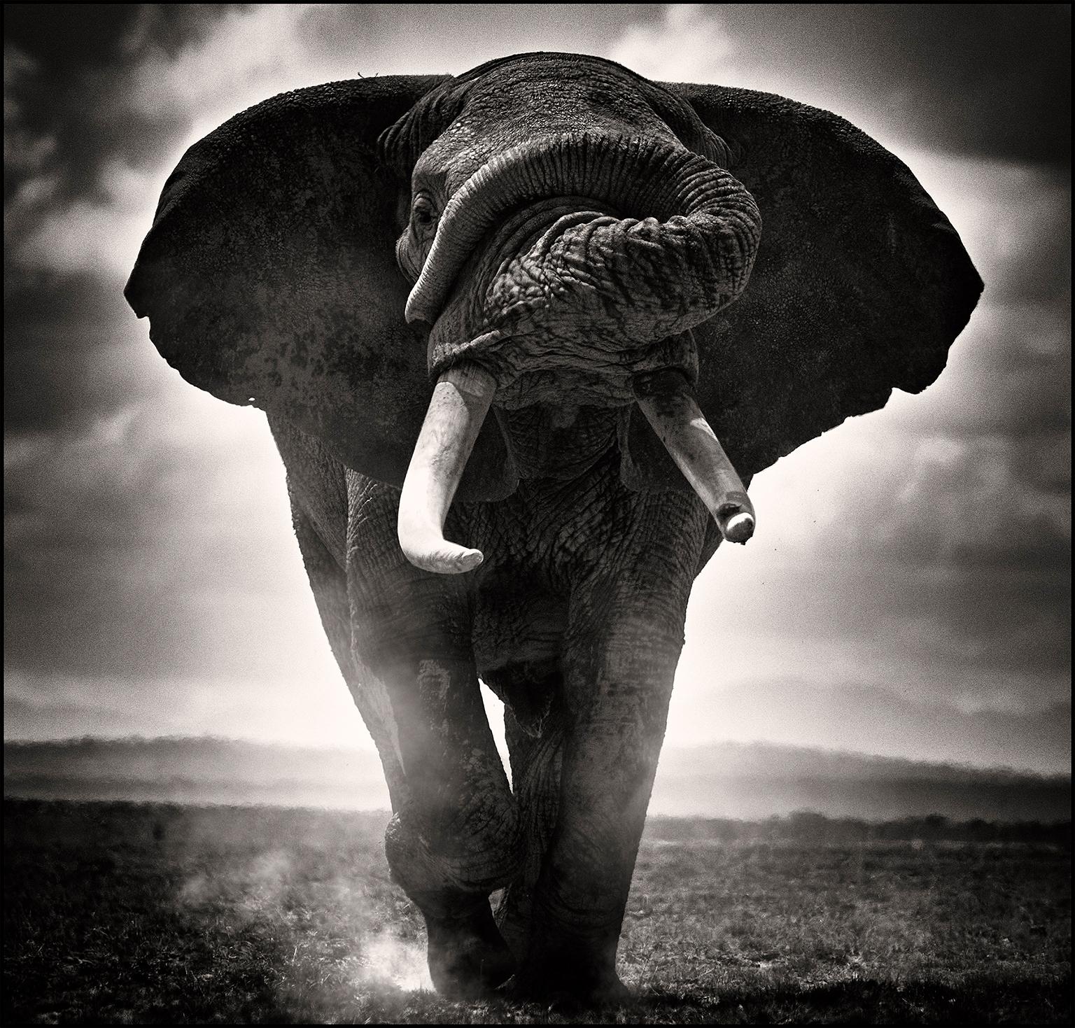 Joachim Schmeisser Portrait Photograph - POWER I, Africa, Elephant, animal, wildlife, black and white photography