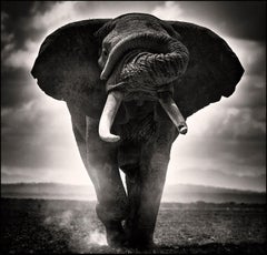 POWER I, Africa, Elephant, animal, wildlife, black and white photography