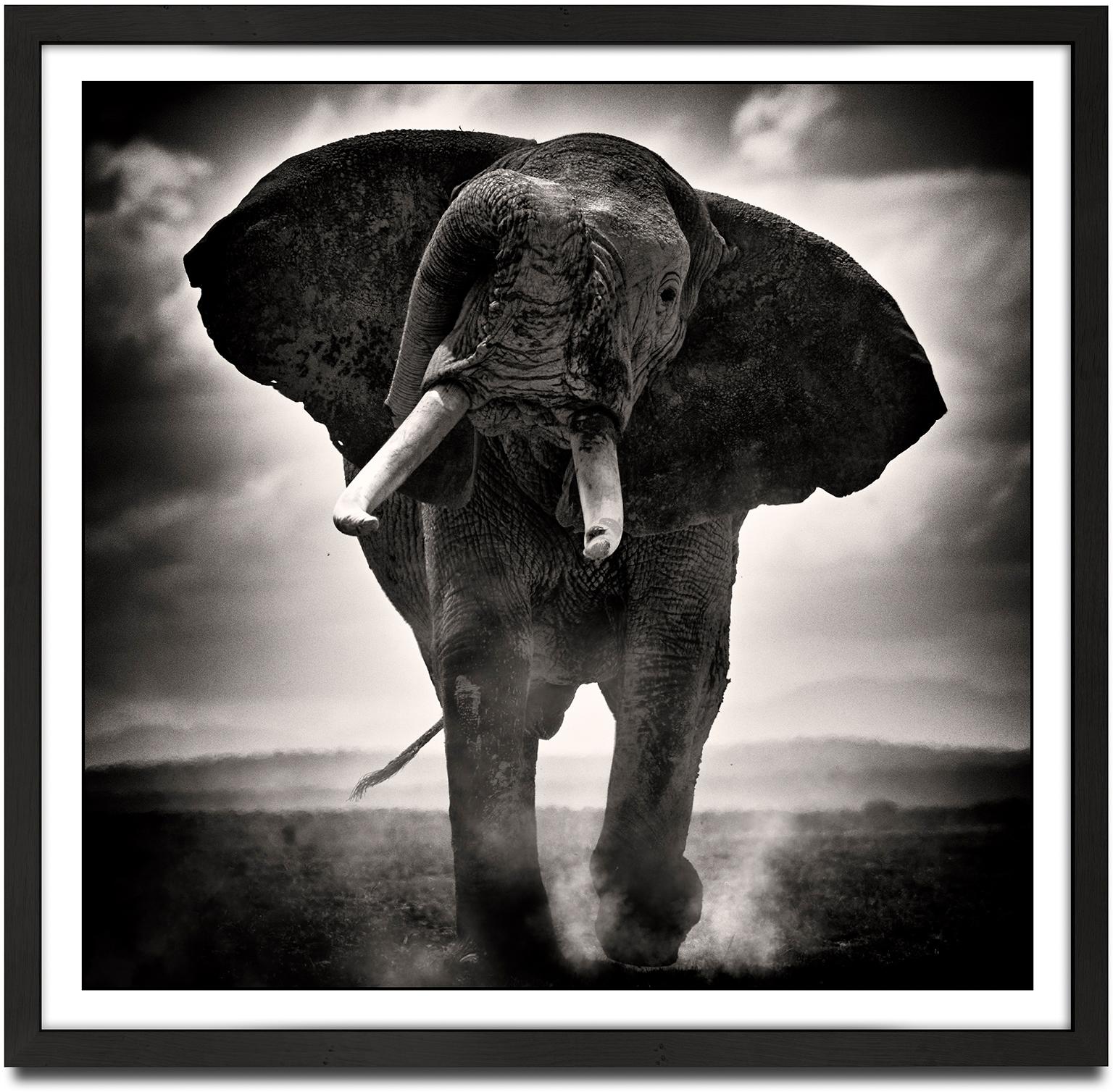 POWER II, animal, wildlife, black and white photography, elephant, africa - Photograph by Joachim Schmeisser