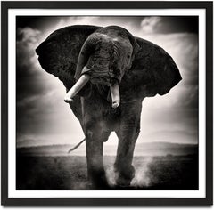 POWER II, animal, wildlife, black and white photography, elephant, africa