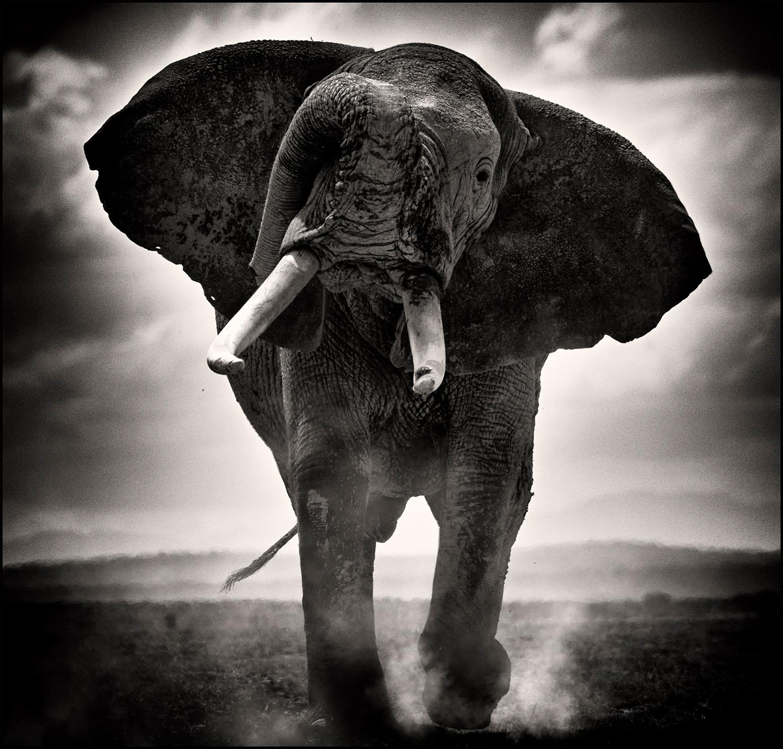 Joachim Schmeisser Black and White Photograph - POWER II, animal, wildlife, black and white photography, elephant, africa