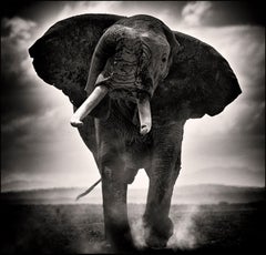 POWER II, Tier, Tierwelt, Schwarz-Weiß-Fotografie, Elefant, Afrika
