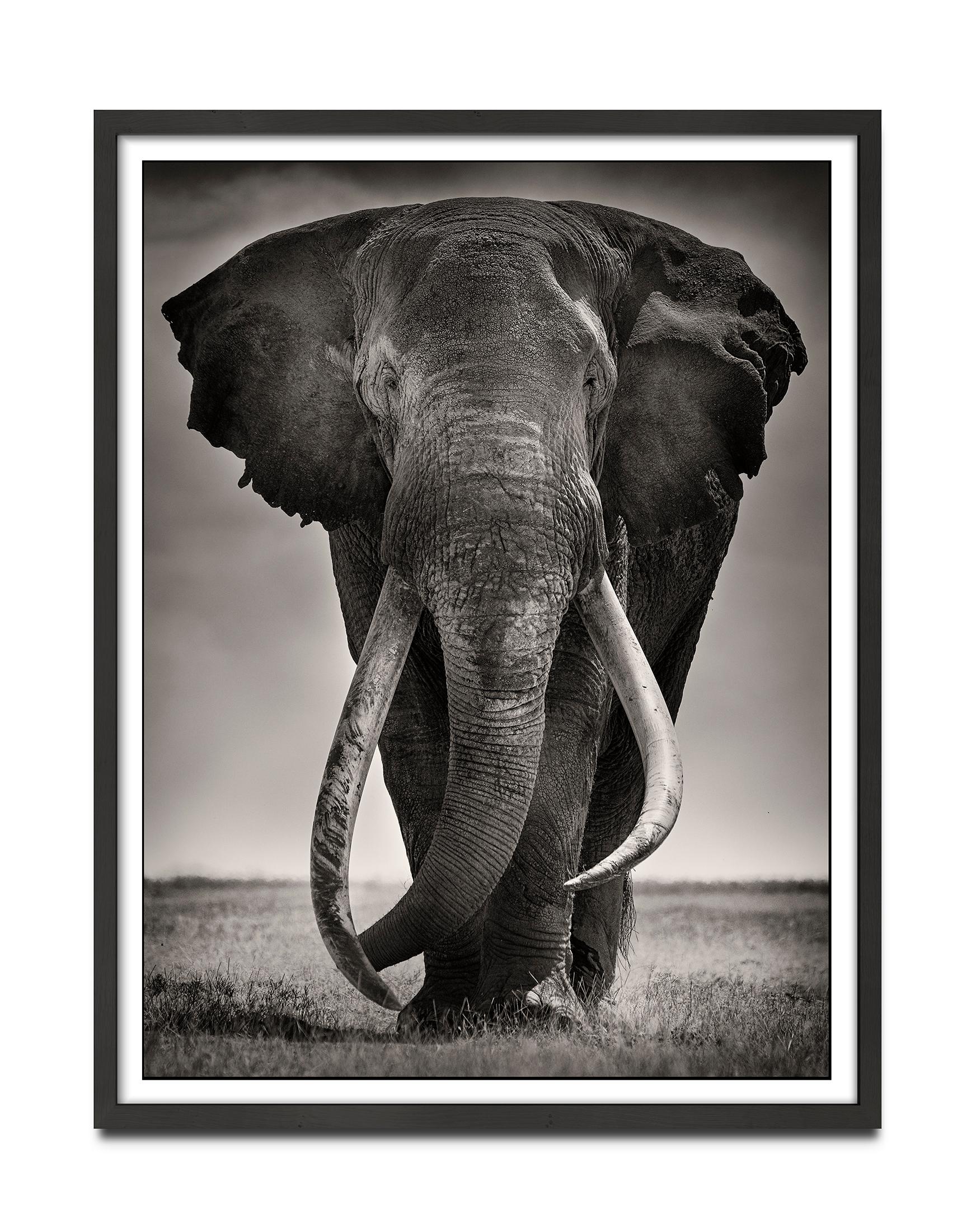 Preserver of peace I, Kenya, Elephant, b&w photography - Photograph by Joachim Schmeisser