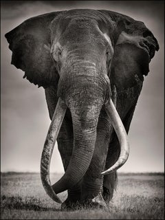 Preserver of Peace I, Kenya, Elephant, b&w photography, Wildlife