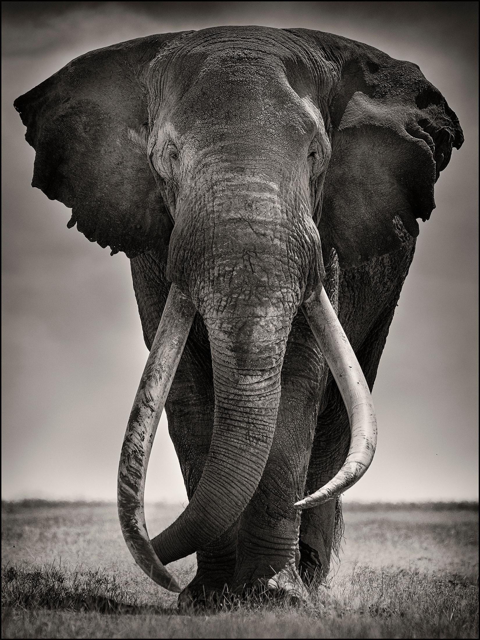 Joachim Schmeisser Portrait Photograph - Preserver of peace I, Kenya, Elephant, b&w photography