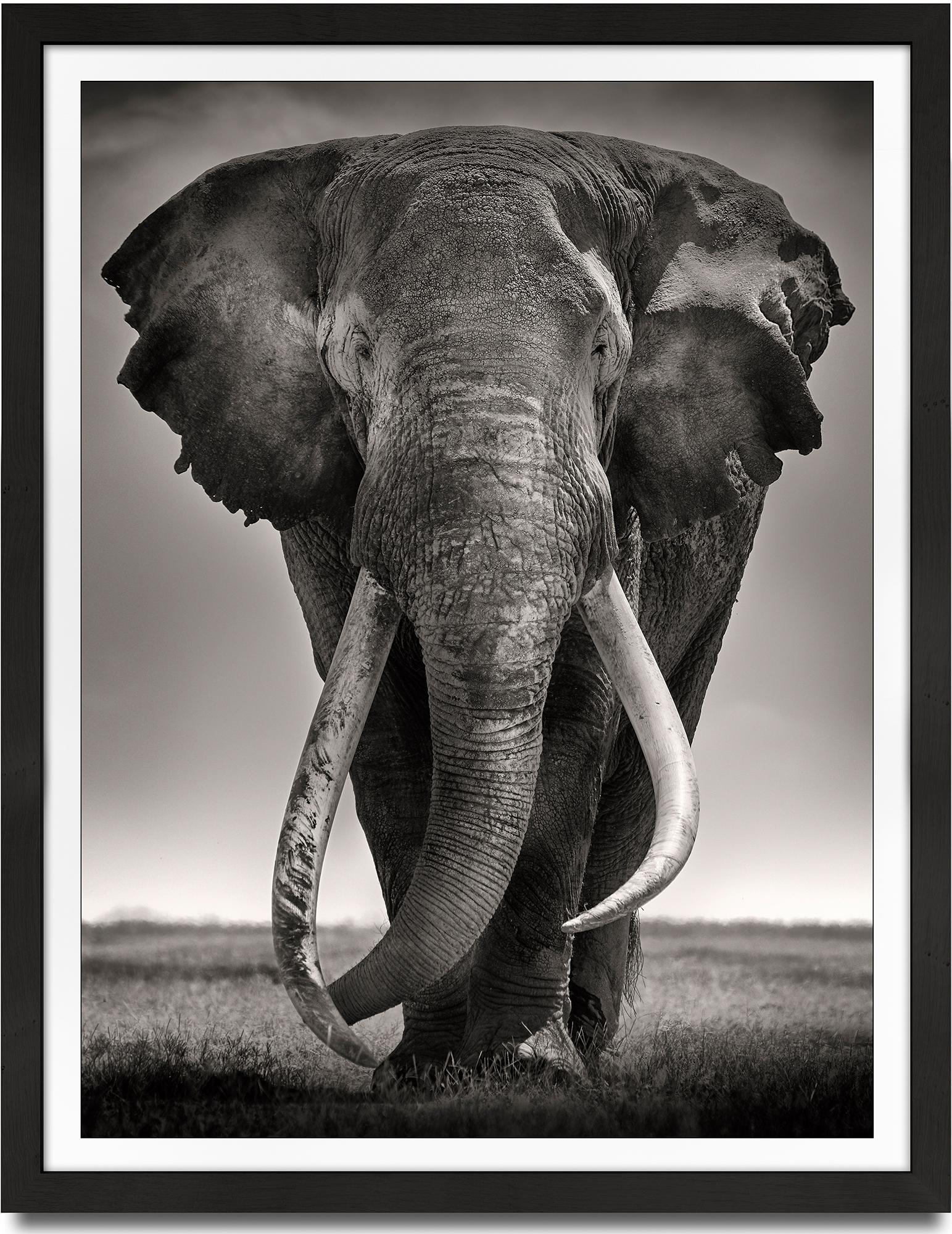 Preserver of Peace I, animal, wildlife, black and white photography, elephant - Photograph by Joachim Schmeisser