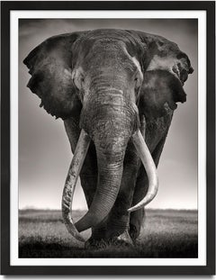 Preserver of Peace I, animal, wildlife, black and white photography, elephant