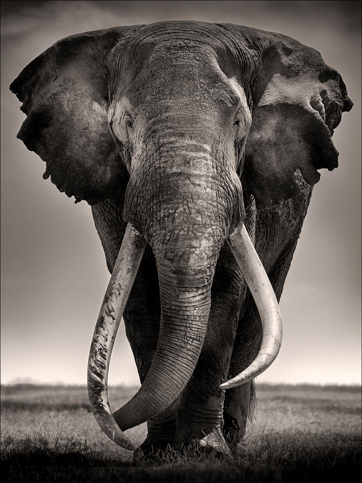 Joachim Schmeisser Black and White Photograph - Preserver of Peace I, animal, wildlife, black and white photography, elephant