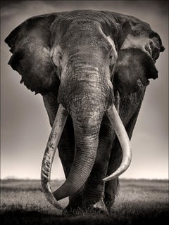 Preserver of Peace I, animal, wildlife, black and white photography, elephant