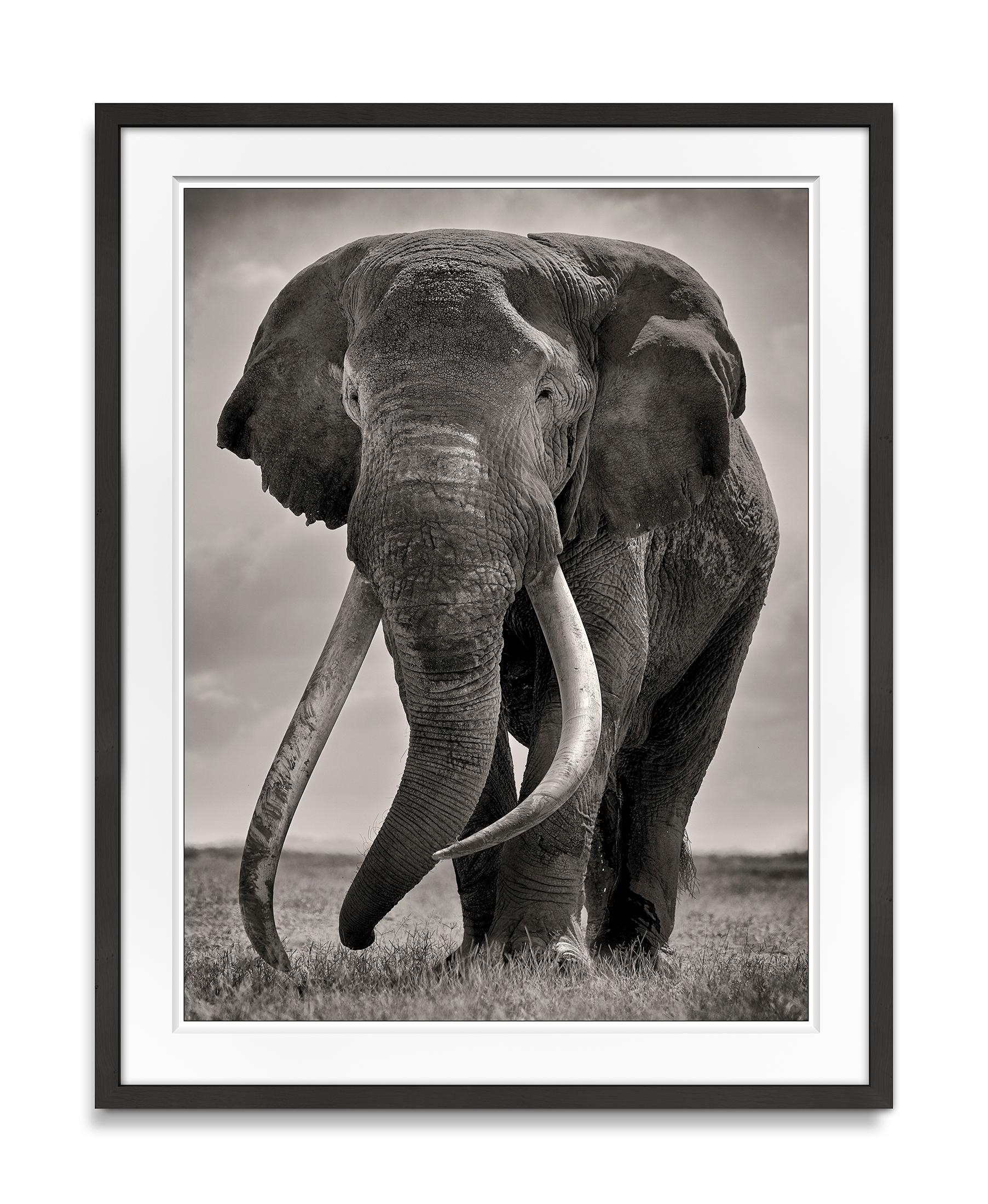 Preserver of peace II, Kenya, Elephant, b&w photography - Photograph by Joachim Schmeisser