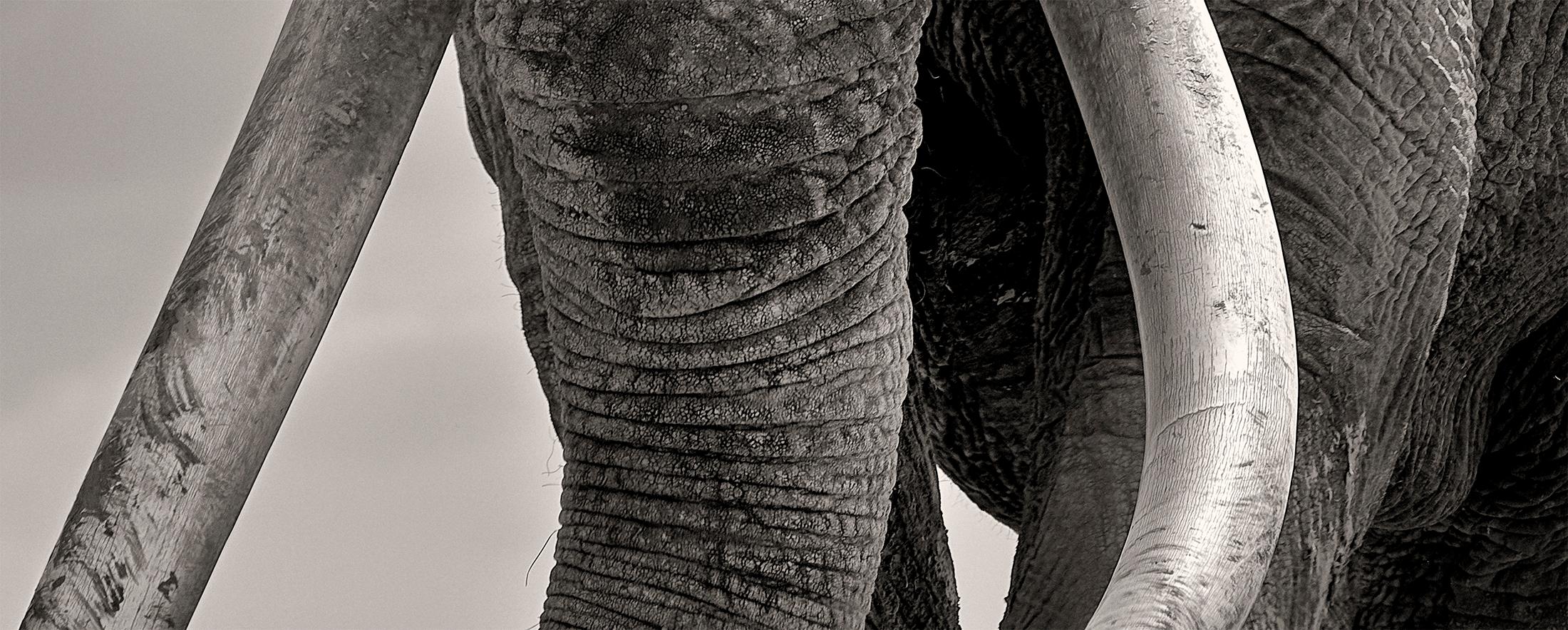 Preserver of peace II, Kenya, Elephant, b&w photography - Contemporary Photograph by Joachim Schmeisser