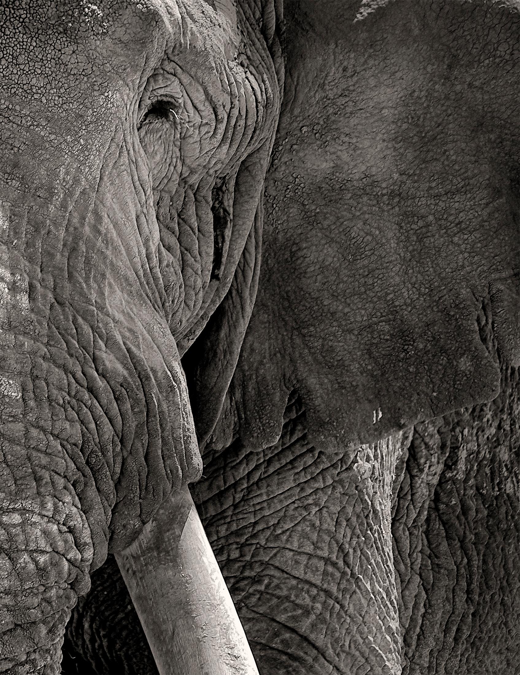 Preserver of peace II, Kenya, Elephant, b&w photography - Black Portrait Photograph by Joachim Schmeisser