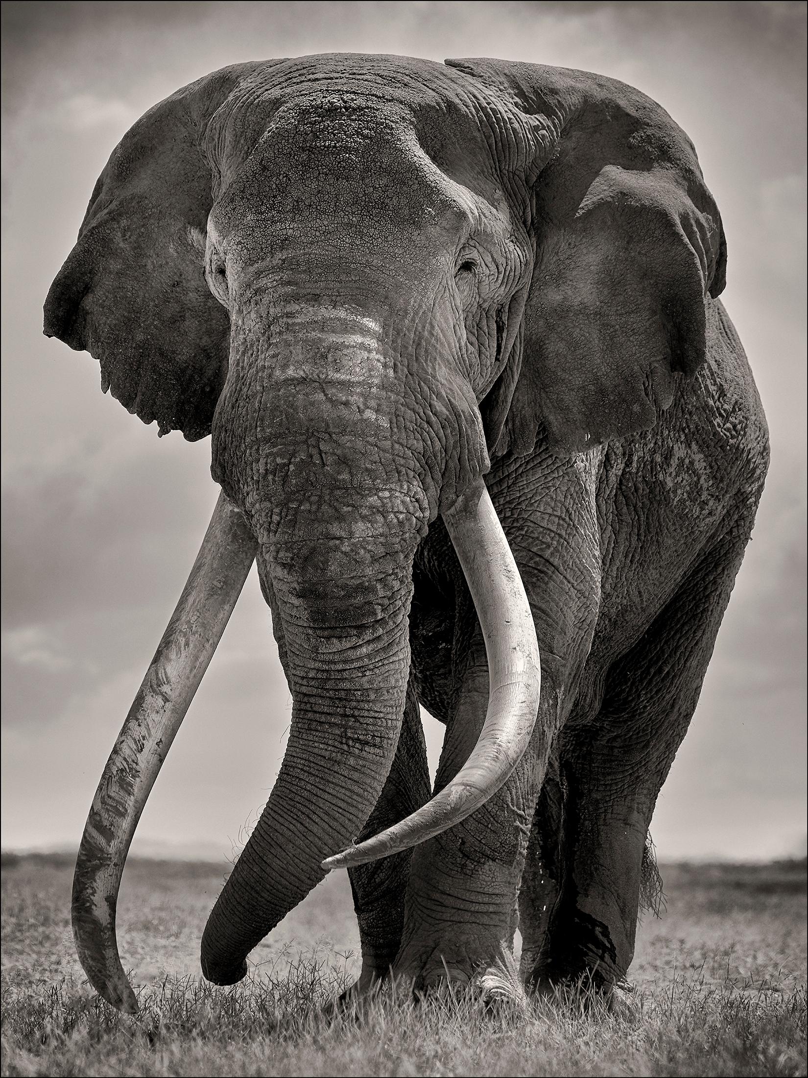 Joachim Schmeisser Portrait Photograph - Preserver of peace II, Kenya, Elephant, b&w photography