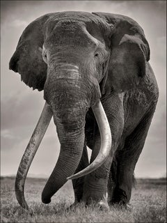 Preserver of peace II, Kenya, Elephant, b&w photography