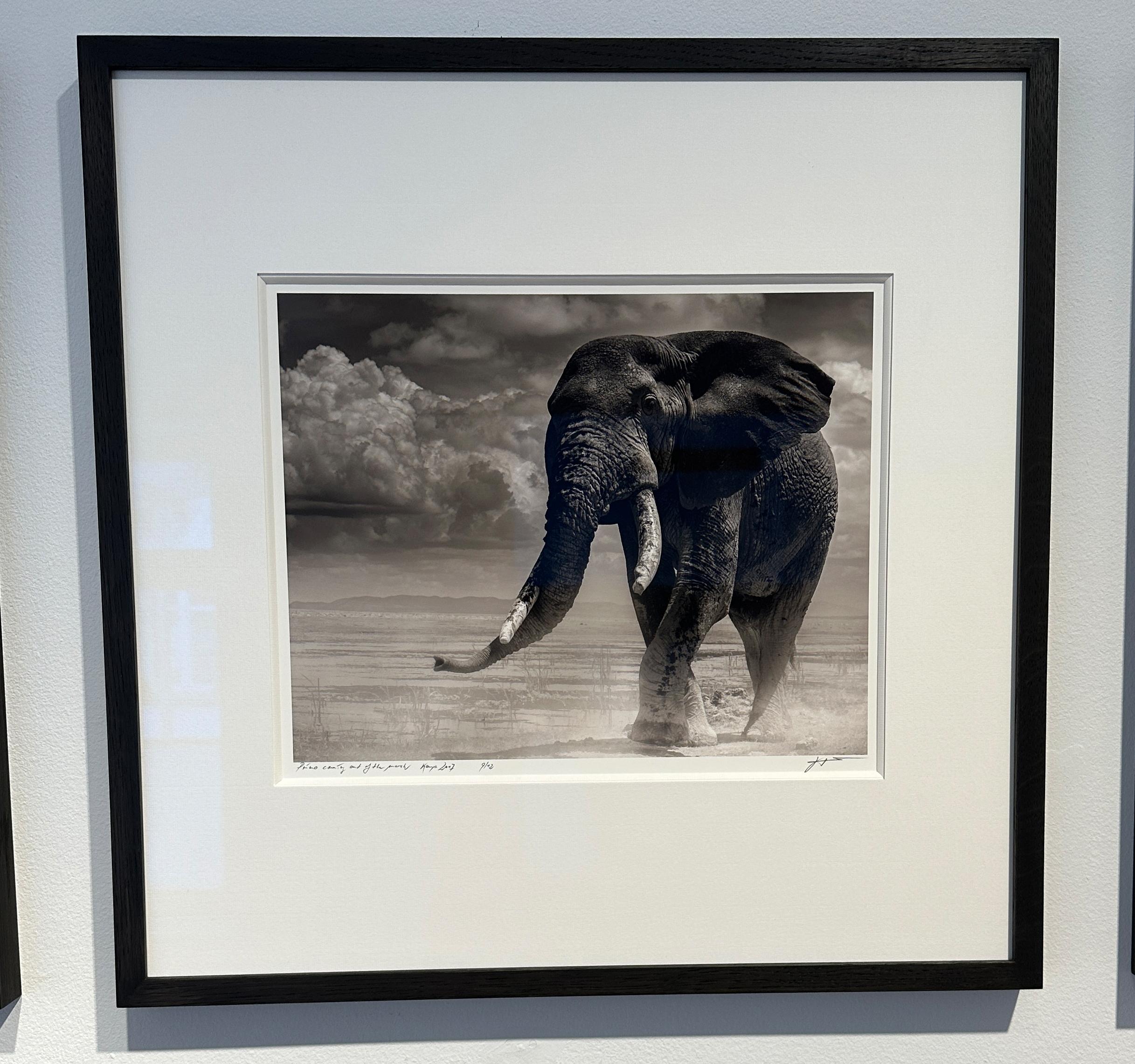 Primo coming out of the marsh, Elephant, animal, Africa - Photograph by Joachim Schmeisser