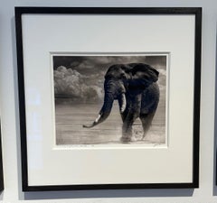 Primo coming out of the marsh, Elephant, animal, Africa