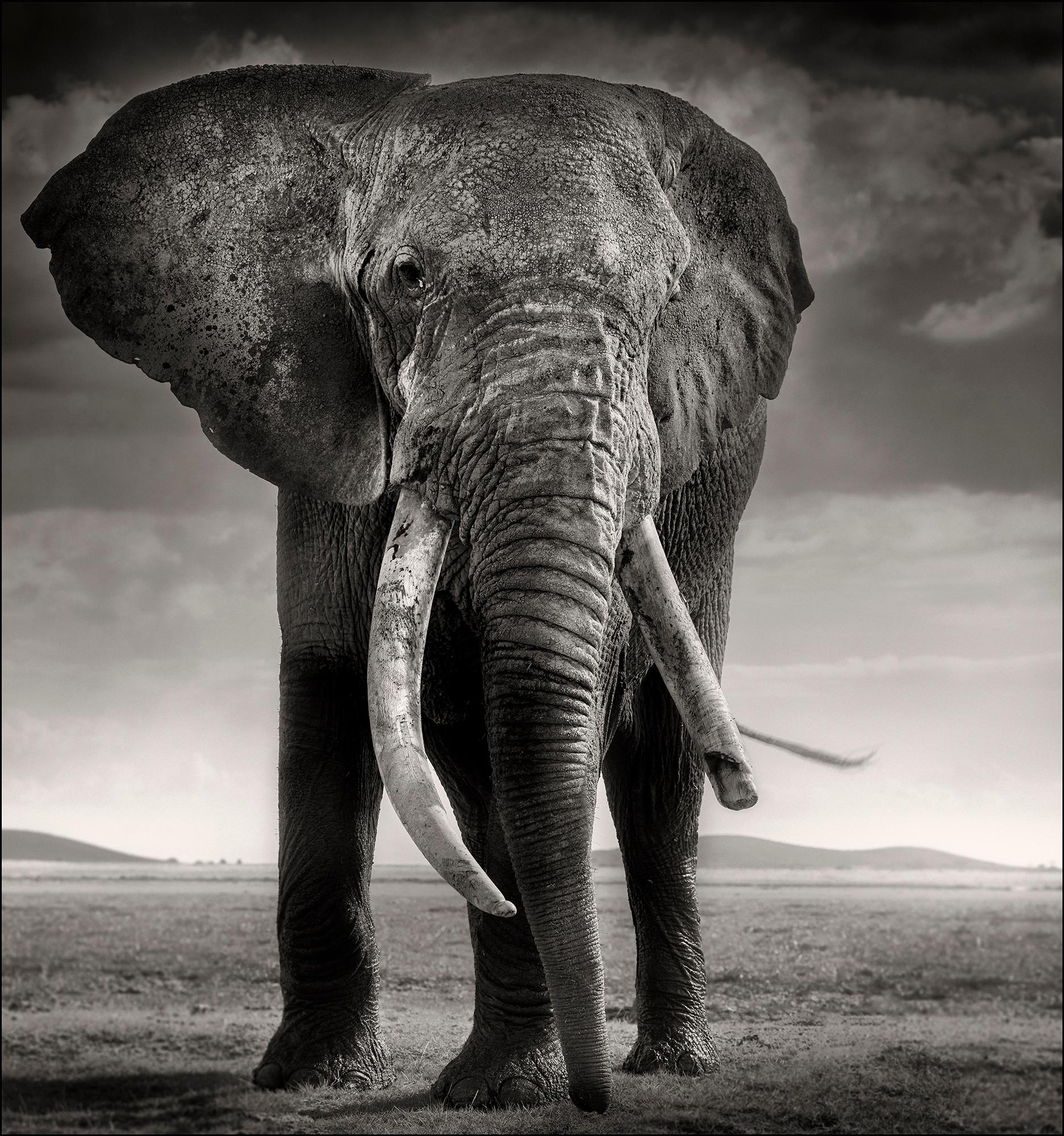 Primo - Guardian of Eden, Platinum, animal, elephant, black and white photograph - Photograph by Joachim Schmeisser