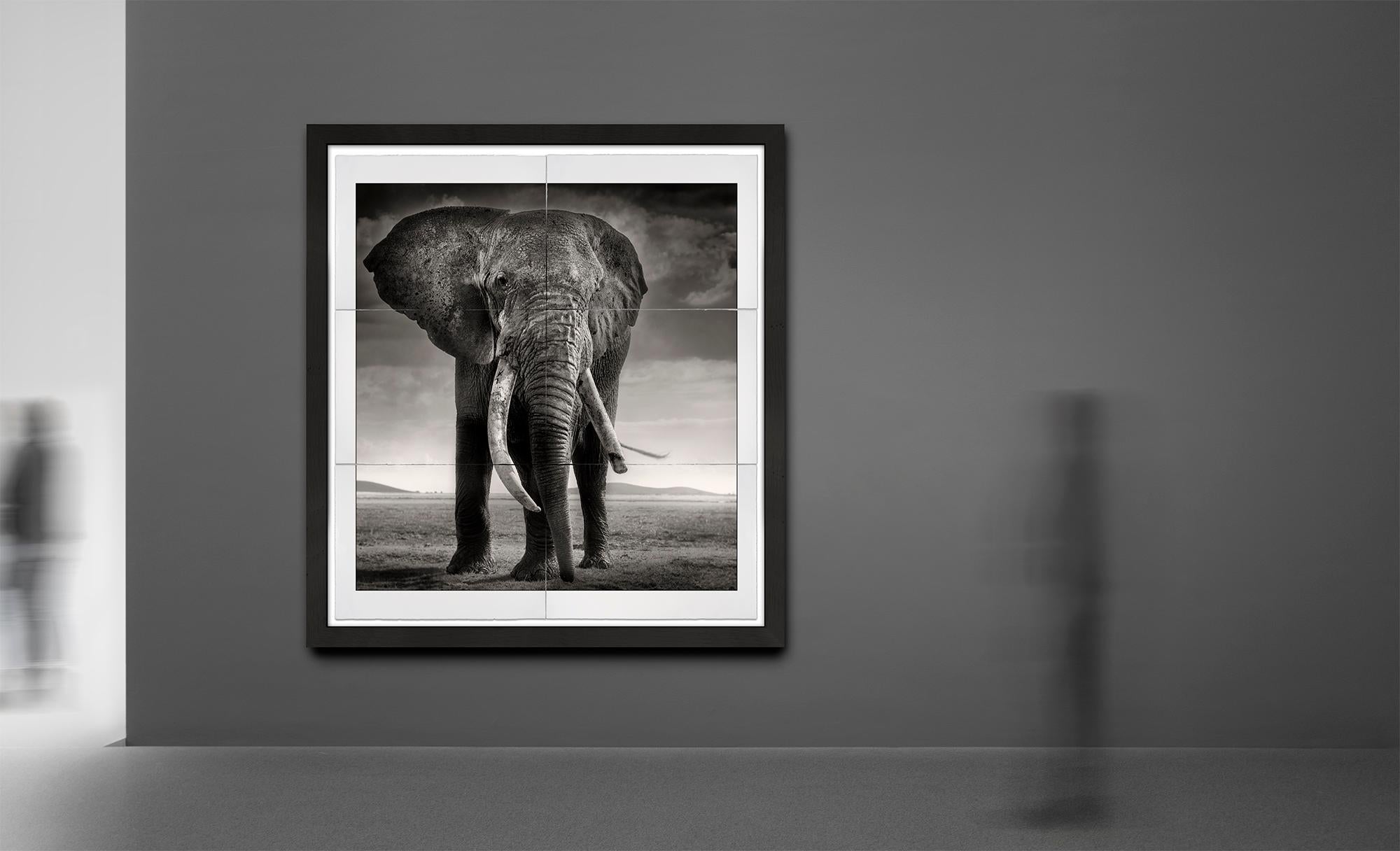 Primo – Guardian of Eden, Platin, Tier, Elefant, Schwarz-Weiß-Fotografie (Zeitgenössisch), Photograph, von Joachim Schmeisser