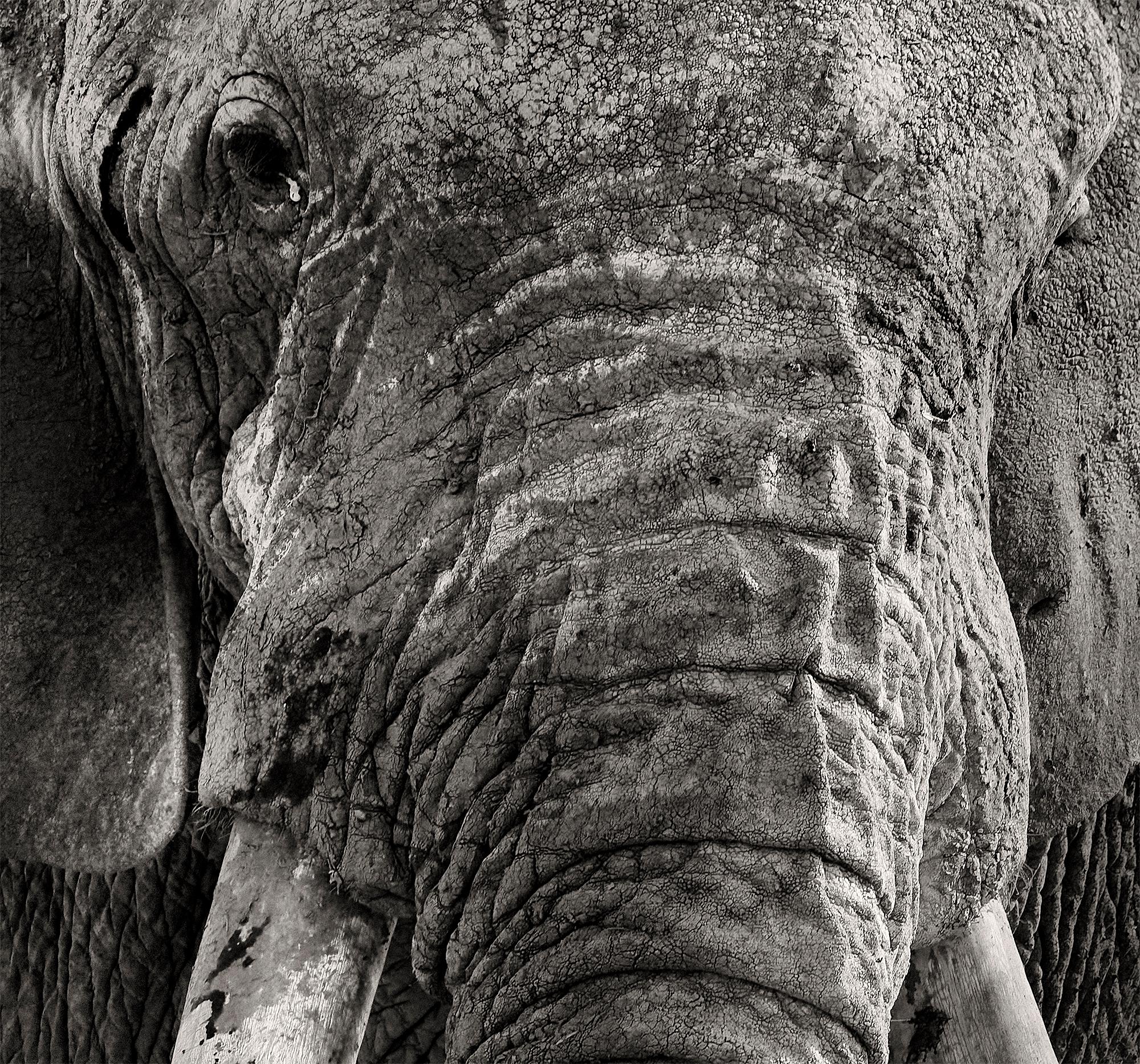 Primo - Guardian of Eden, Platinum, animal, elephant, black and white photograph - Black Black and White Photograph by Joachim Schmeisser