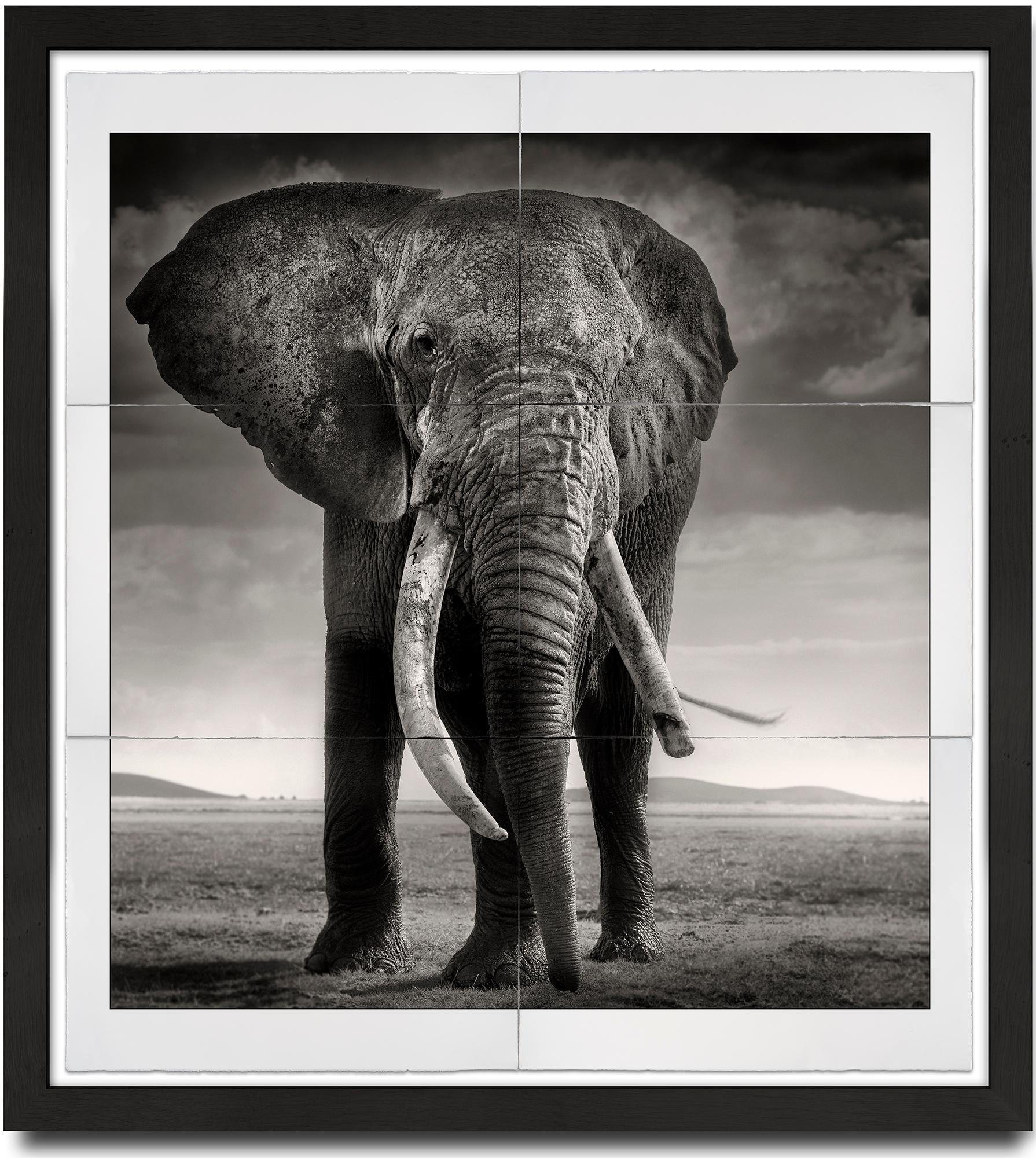 Joachim Schmeisser Black and White Photograph – Primo – Guardian of Eden, Platin, Tier, Elefant, Schwarz-Weiß-Fotografie