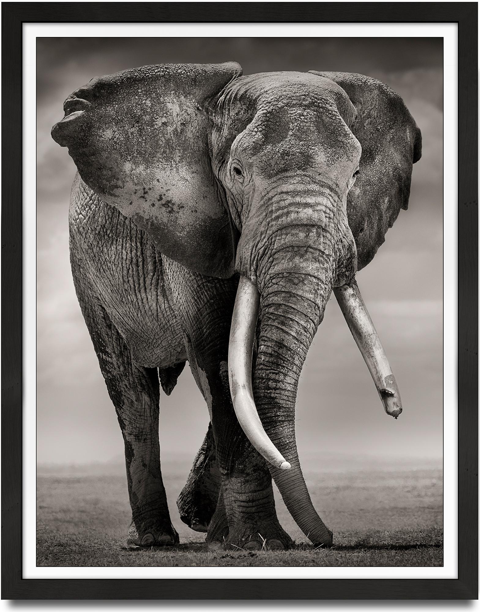 Primo, Kenia, Elefant, b&w-Fotografie, Tierwelt – Photograph von Joachim Schmeisser