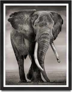 Primo, Kenya, Elefante, fotografia in bianco e nero, fauna selvatica