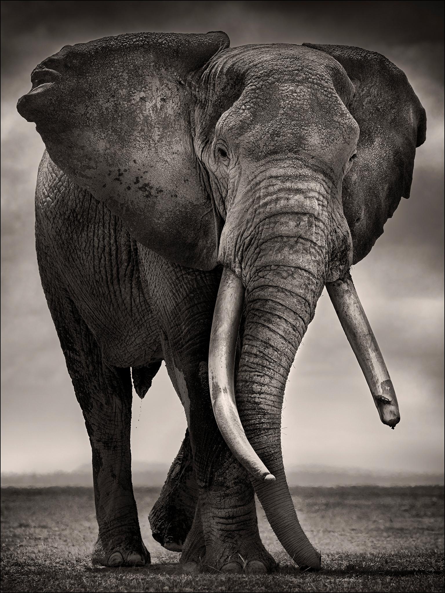 Joachim Schmeisser Black and White Photograph – Primo, Kenia, Elefant, b&w-Fotografie, Tierwelt