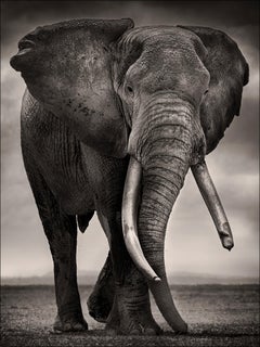 Primo, Kenia, Elefant, b&w-Fotografie, Tierwelt