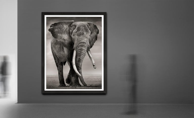 Primo, Kenya, Elephant, b&w photography, wildlife - Contemporary Photograph by Joachim Schmeisser