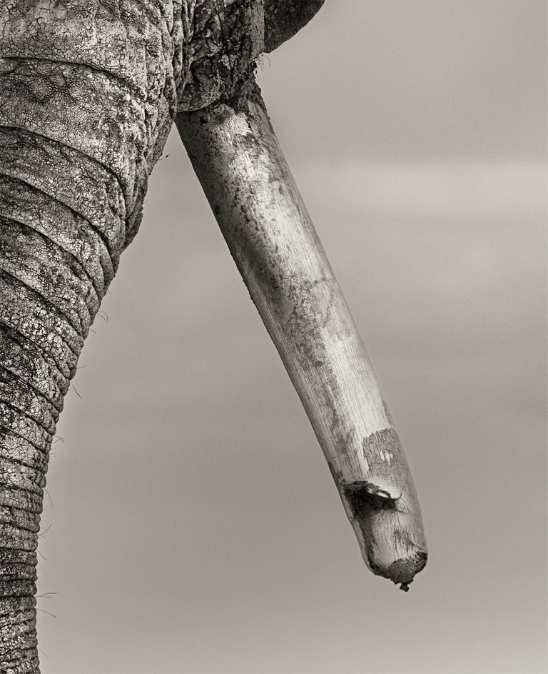 Primo, Kenya, Elephant, b&w photography, wildlife - Black Black and White Photograph by Joachim Schmeisser