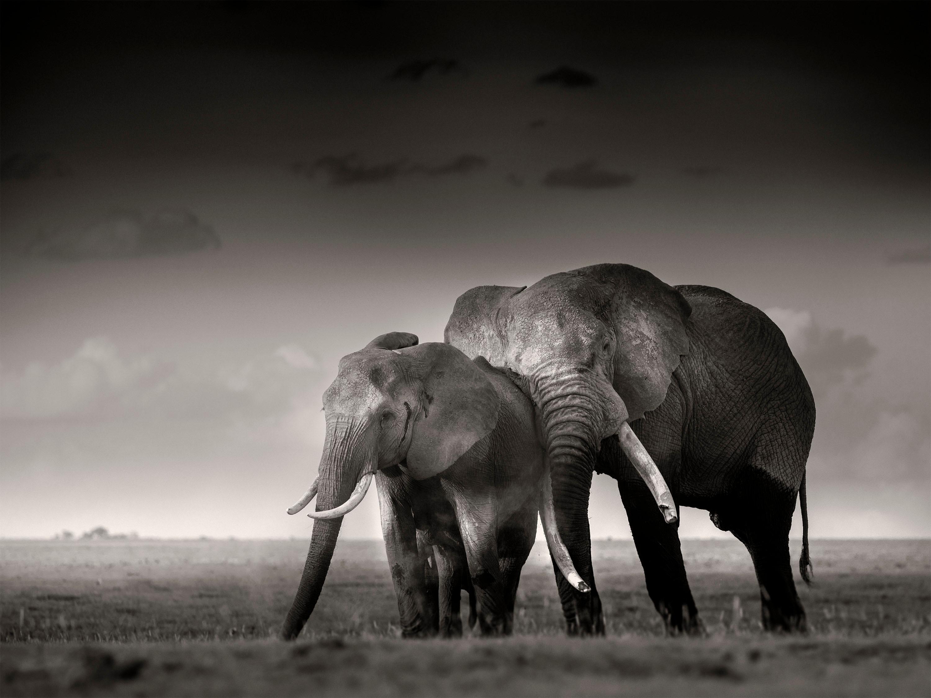 Joachim Schmeisser Landscape Photograph - Primo with young Girl, Kenya, Elephant, wildlife, b&w photography