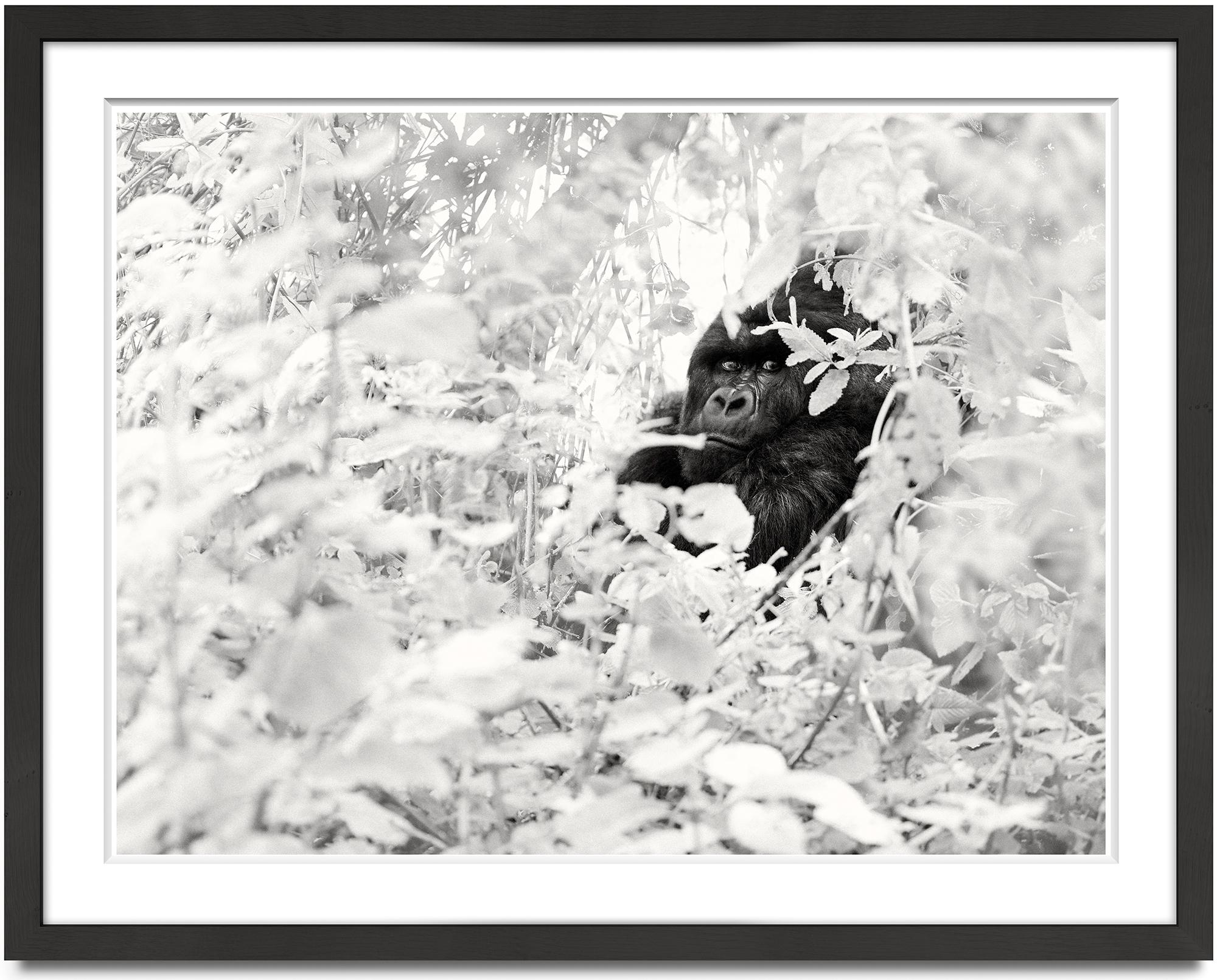 Reflection, animal, wildlife, black and white photography, gorilla, africa - Photograph by Joachim Schmeisser