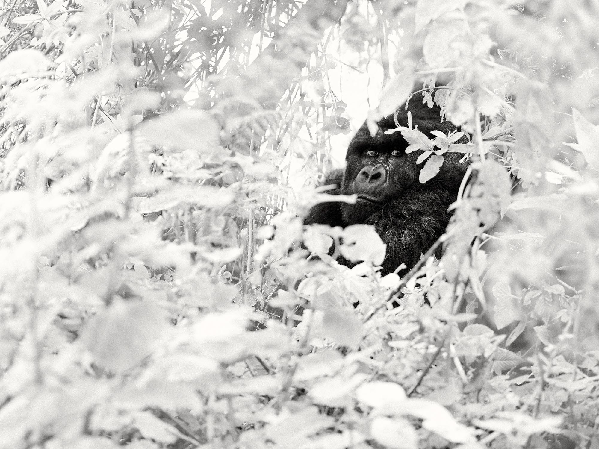 Joachim Schmeisser Landscape Photograph - Reflection, animal, wildlife, black and white photography, gorilla, africa